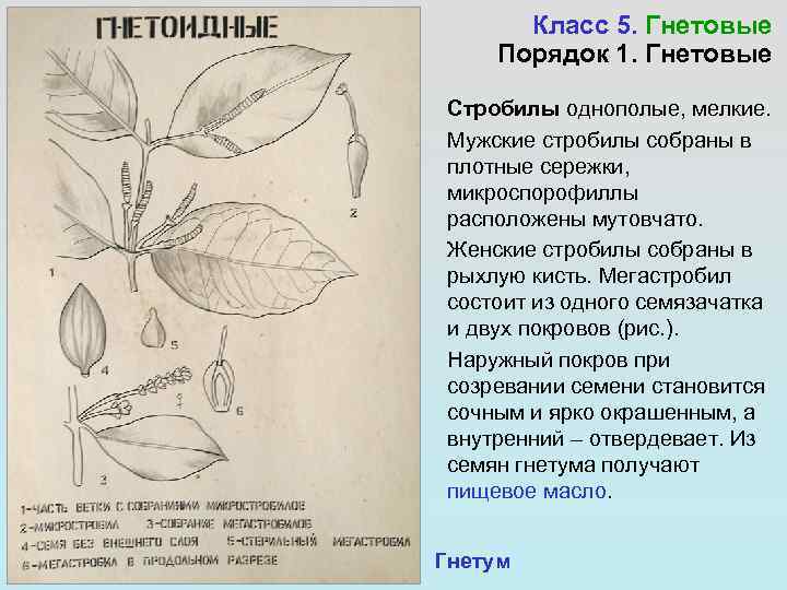   Класс 5. Гнетовые Порядок 1. Гнетовые  Стробилы однополые, мелкие.  Мужские