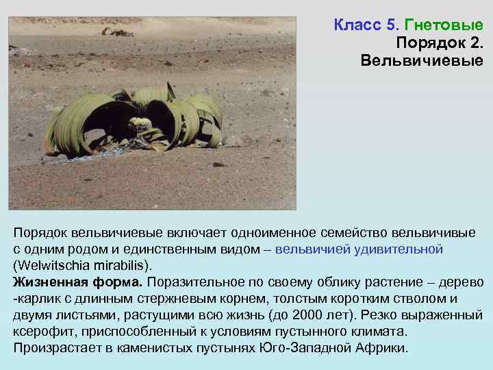      Класс 5. Гнетовые     Порядок 2.