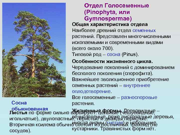 Жизненные формы голосеменных. Отдел Голосеменные - Pinophyta. Род сосна отдел Голосеменные. Особенности строения голосеменных. Характеристика отдела Голосеменные.