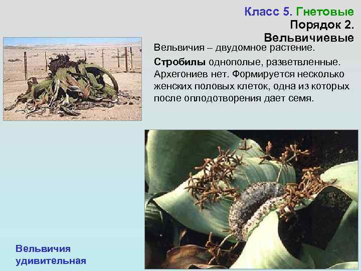       Класс 5. Гнетовые    Порядок 2.