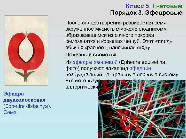     Класс 5. Гнетовые    Порядок 3. Эфедровые 