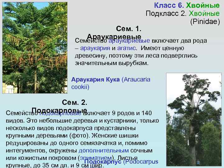      Класс 6. Хвойные     Подкласс 2.