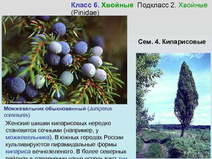      Класс 6. Хвойные Подкласс 2. Хвойные   
