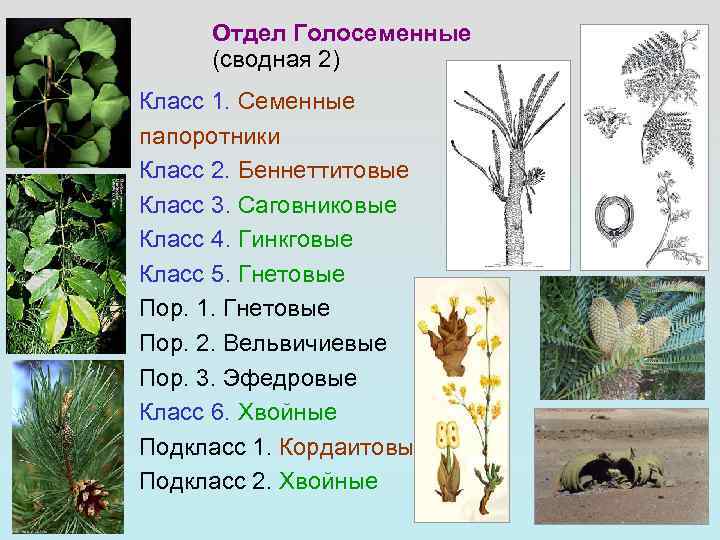 Диаграмма цветка гнетовые