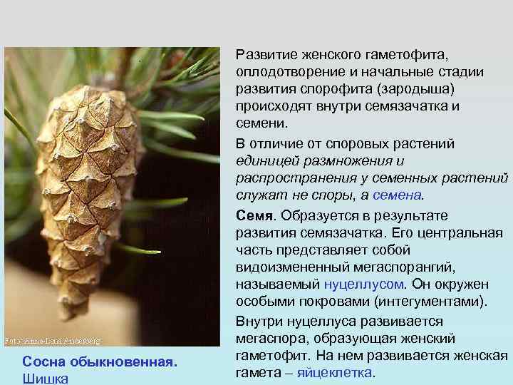      Развитие женского гаметофита,    оплодотворение и начальные