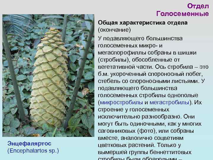     Отдел       Голосеменные  