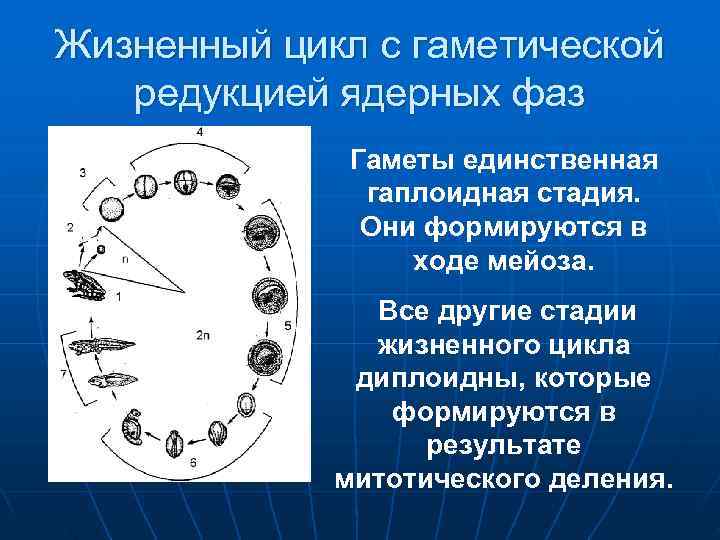 Жизненный цикл с гаметической редукцией ядерных фаз    Гаметы единственная  