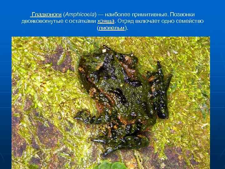   Гладконоги (Amphicoela) — наиболее примитивные. Позвонки двояковогнутые с остатками хряща. Отряд включает