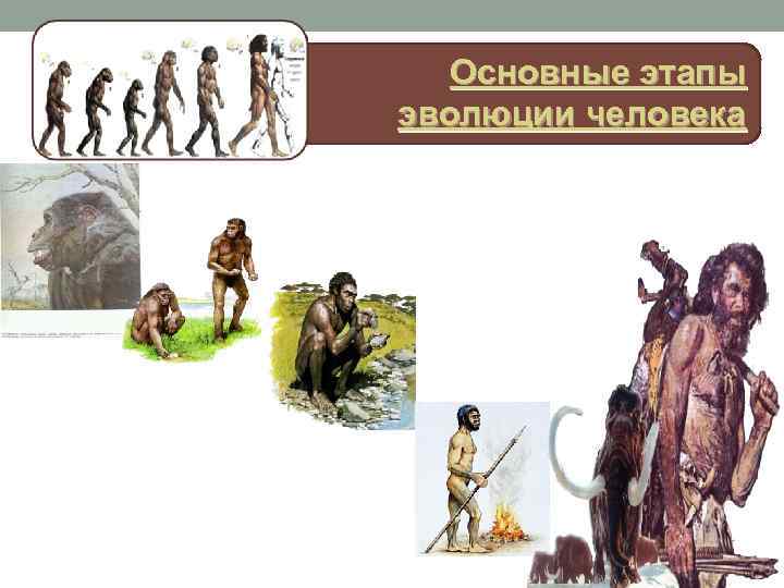   Основные этапы эволюции человека 