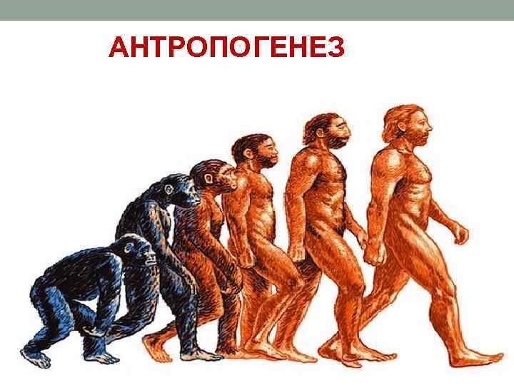   АНТРОПОГЕНЕЗ  ЧЕЛОВЕК  ПРОИСХОЖДЕНИ  Е АНТРОПОГЕНЕЗ – процесс  историко-эволюционного