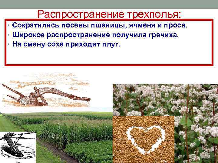 Распространение трехполья: • Сократились посевы пшеницы, ячменя и проса. • Распространение трехполья: • Сократились посевы пшеницы, ячменя и проса. •