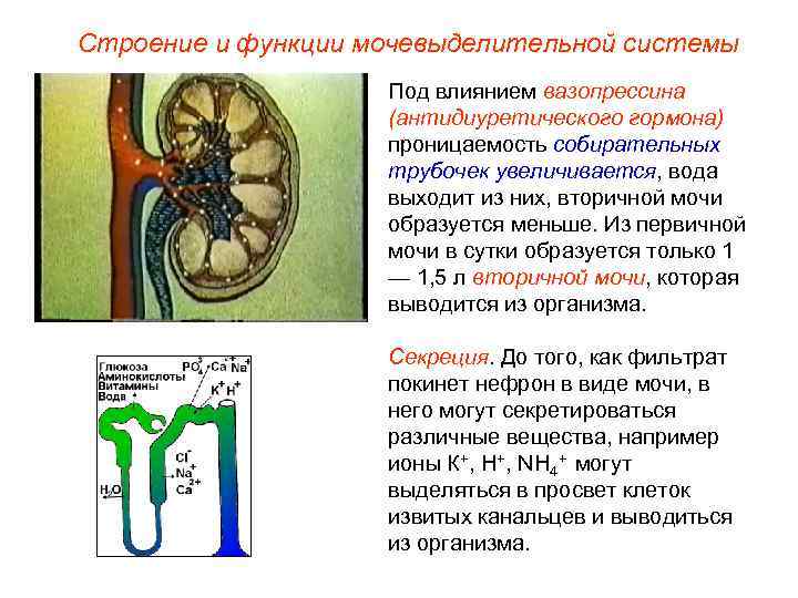 Строение и функции мочевыделительной системы     Под влиянием вазопрессина  