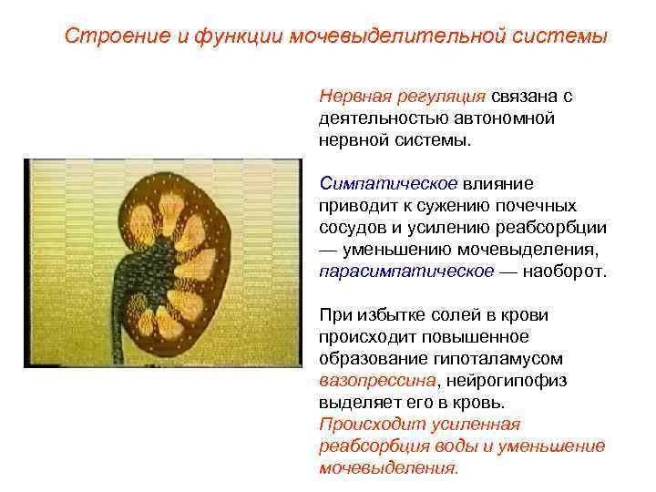 Строение и функции мочевыделительной системы     Нервная регуляция связана с 