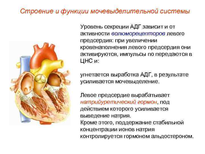 Строение и функции мочевыделительной системы   Уровень секреции АДГ зависит и от 