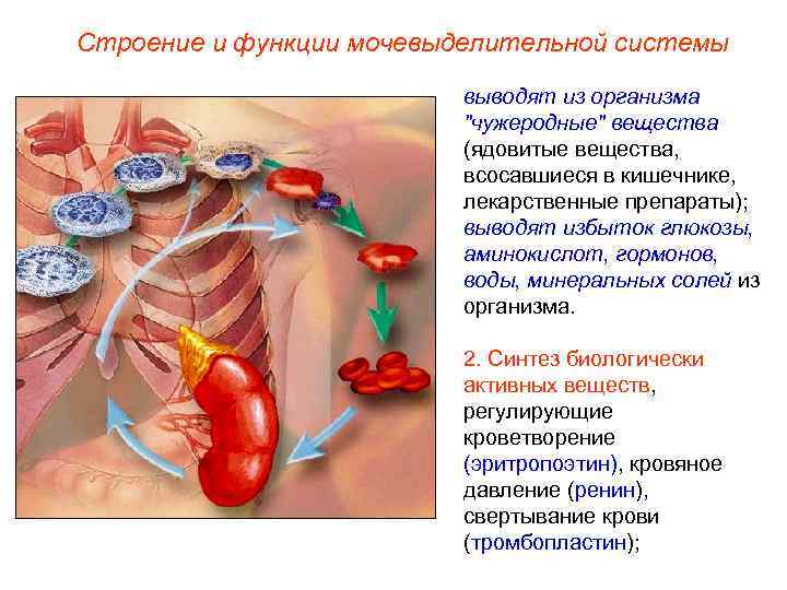 Строение и функции мочевыделительной системы      выводят из организма 