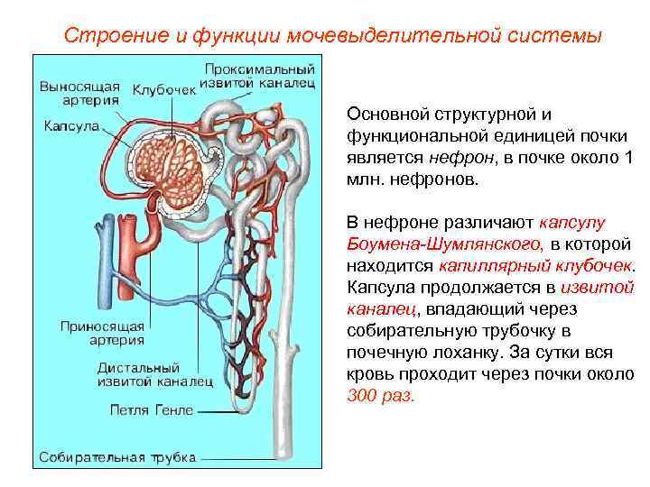 Строение и функции мочевыделительной системы     Основной структурной и  