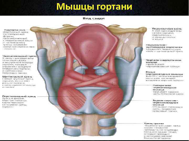 Мышцы гортани 
