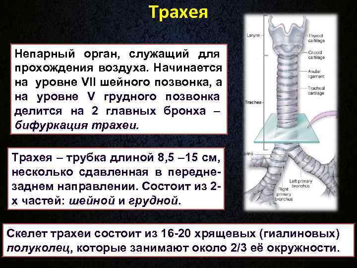      Трахея Непарный орган, служащий для прохождения воздуха. Начинается на