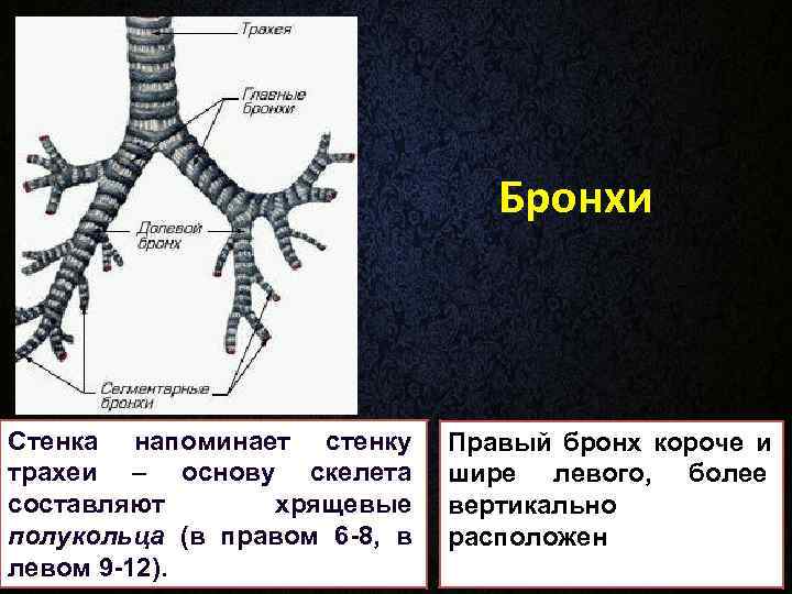        Бронхи  Стенка напоминает стенку Правый бронх