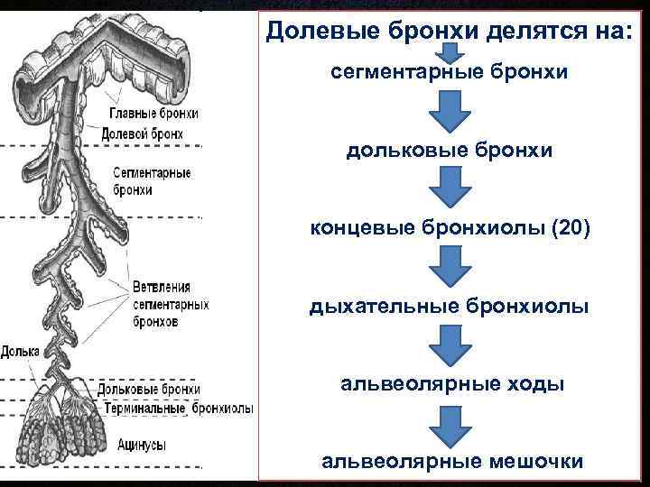 Долевые бронхи делятся на: сегментарные бронхи   дольковые бронхи концевые бронхиолы (20) дыхательные