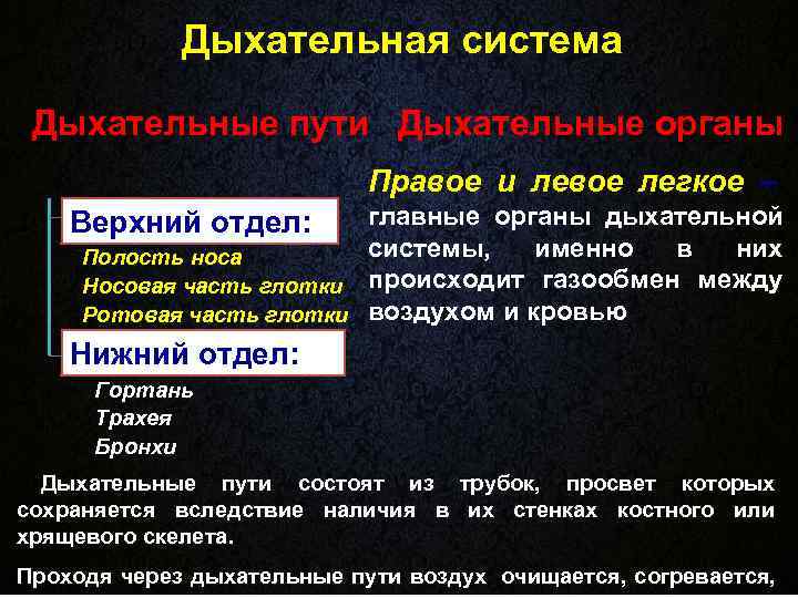    Дыхательная система  Дыхательные пути Дыхательные органы    