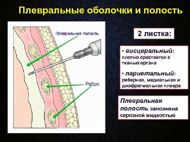 Плевральные оболочки и полость     2 листка:    