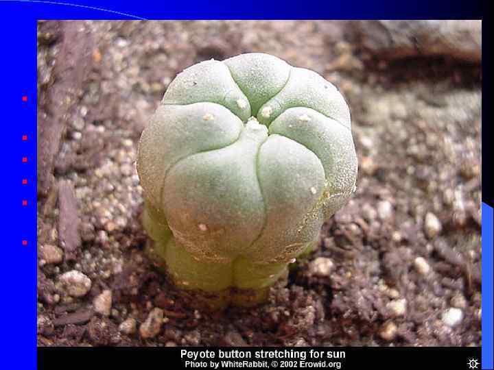     Мескалин §  Мескалин - наследник опия, каннабиса и анестетиков