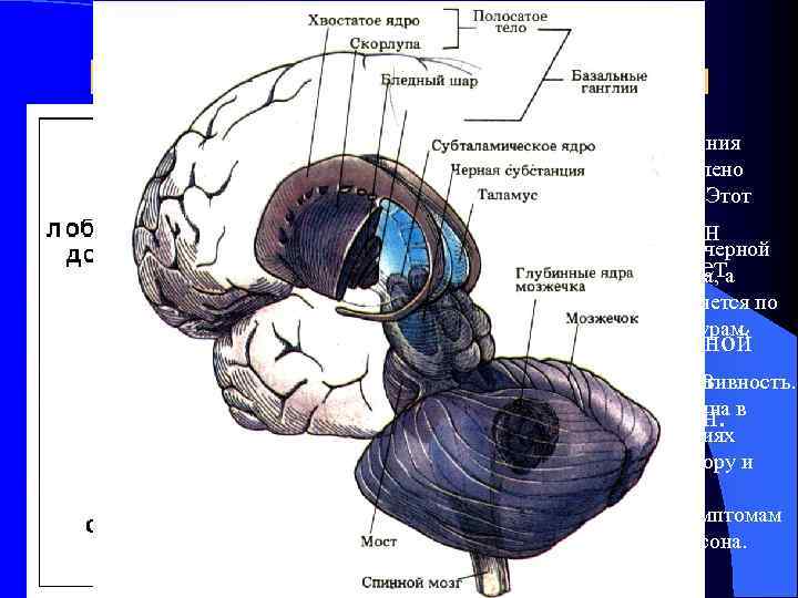   Катехоламиновые нейроны       Пути распределения l В