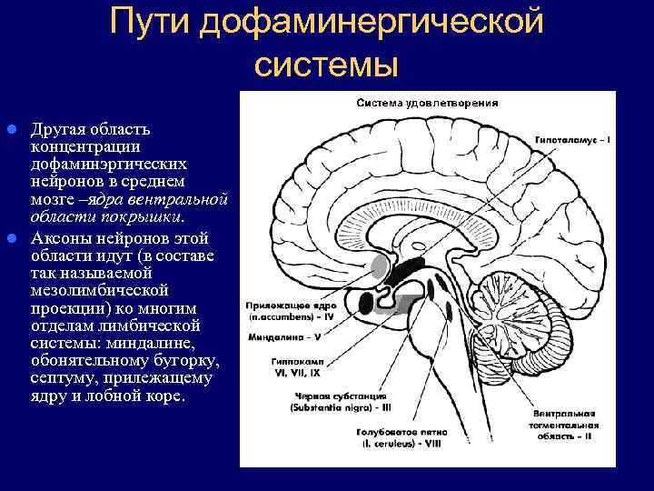 Дофаминергическая система презентация