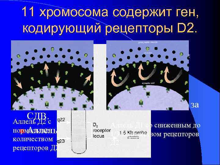  11 хромосома содержит ген, кодирующий рецепторы D 2.  Этот ген расположен в