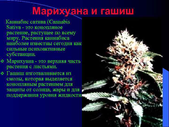   Марихуана и гашиш  Каннабис сатива (Cannabis    Sativa -