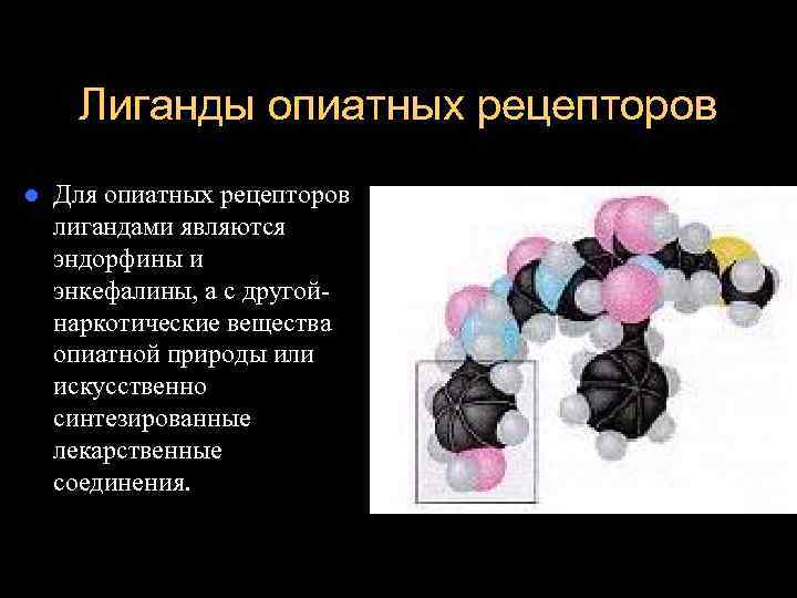  Лиганды опиатных рецепторов l  Для опиатных рецепторов лигандами являются эндорфины и энкефалины,