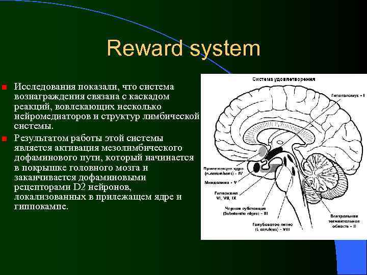     Reward system Исследования показали, что система вознаграждения связана с каскадом
