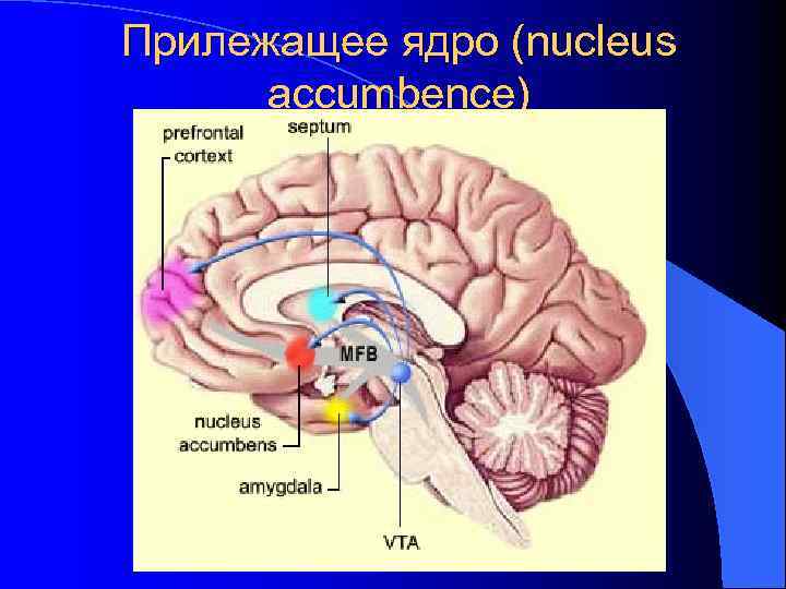 Прилежащее ядро (nucleus  accumbence) 