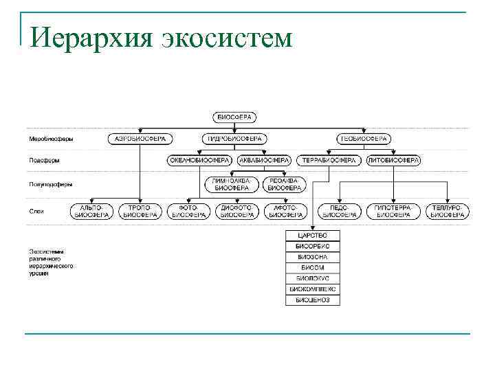 Иерархия экосистем 