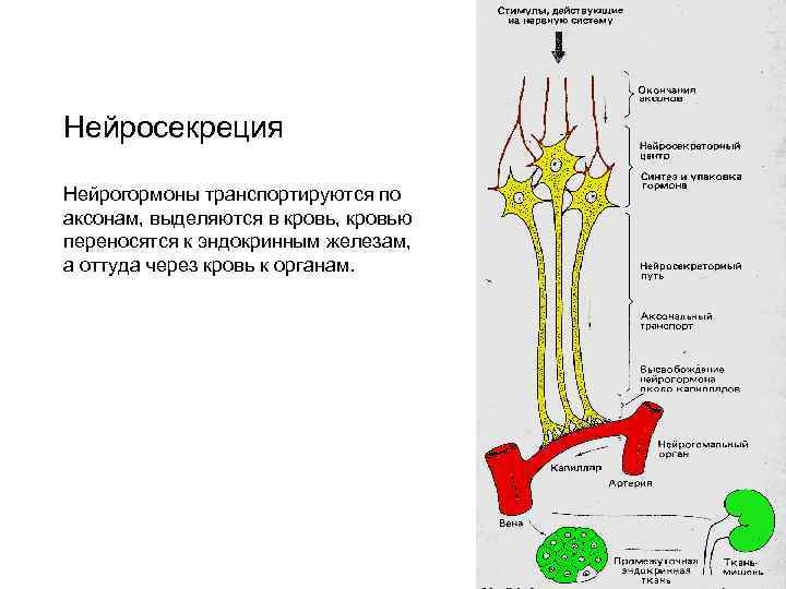 Нейросекреция Нейрогормоны транспортируются по аксонам, выделяются в кровь, кровью переносятся к эндокринным железам, а