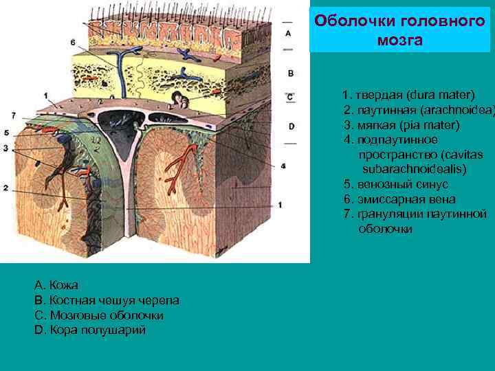      Оболочки головного       мозга