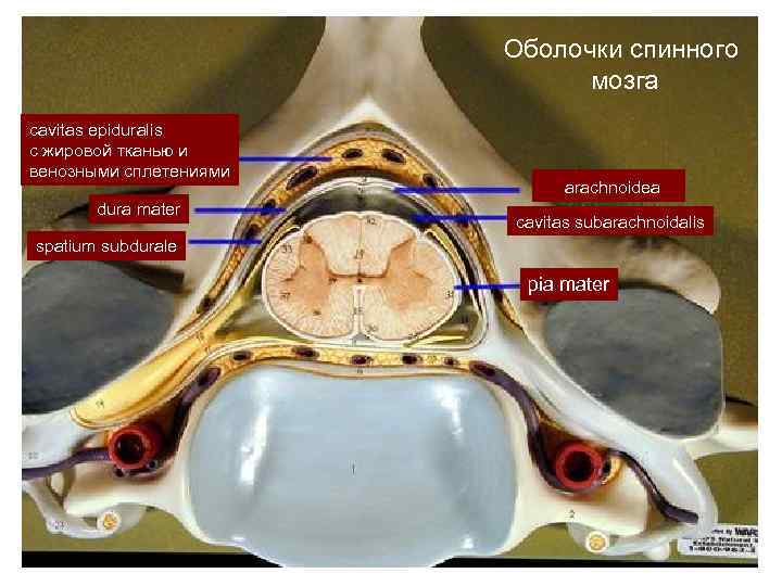     Оболочки спинного      мозга cavitas epiduralis