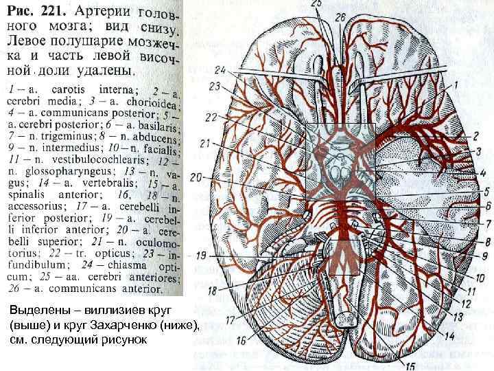 Выделены – виллизиев круг (выше) и круг Захарченко (ниже), см. следующий рисунок 