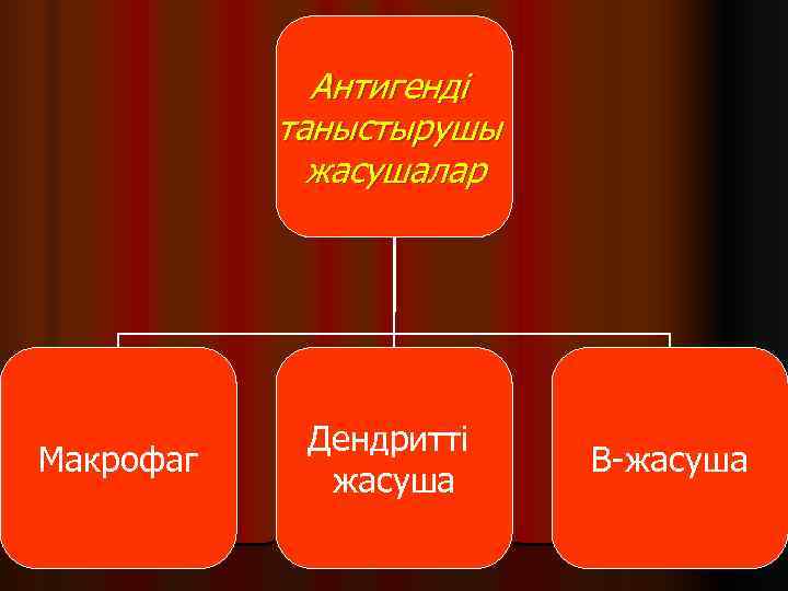    Антигенді  таныстырушы   жасушалар   Дендритті Макрофаг 