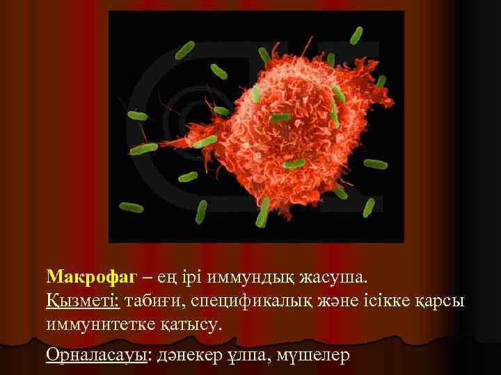 Макрофаг – ең ірі иммундық жасуша. Қызметі: табиғи, спецификалық және ісікке қарсы иммунитетке қатысу.