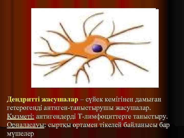 Дендритті жасушалар – сүйек кемігінен дамыған гетерогенді антиген-таныстырушы жасушалар. Қызметі: антигендерді Т-лимфоциттерге таныстыру. Орналасауы: