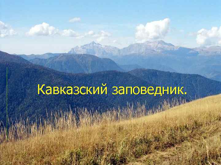  Кавказский заповедник. 