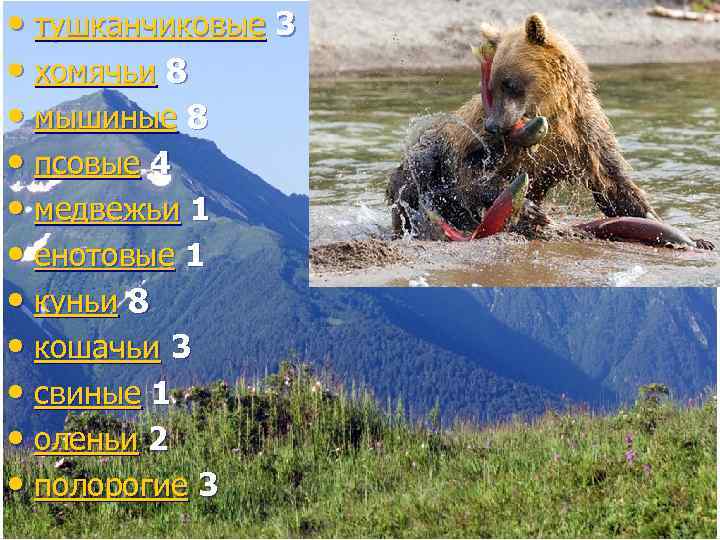  • тушканчиковые 3  • хомячьи 8  • мышиные 8  •