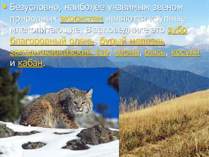  • Безусловно, наиболее уязвимым звеном  природных экосистем являются крупные  млекопитающие. В
