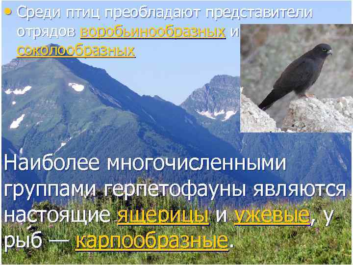  • Среди птиц преобладают представители  отрядов воробьинообразных и  соколообразных Наиболее многочисленными
