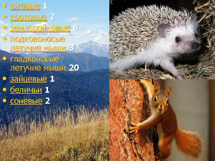  • ежовые 1  • кротовые 2  • землеройковые 6  •