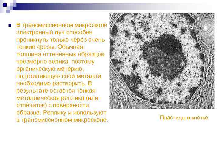 n  В трансмиссионном микроскопе электронный луч способен проникнуть только через очень тонкие срезы.