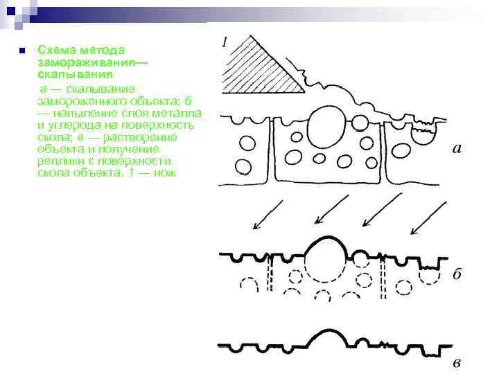 n  Схема метода замораживания— скалывания  а — скалывание  замороженного объекта; 6