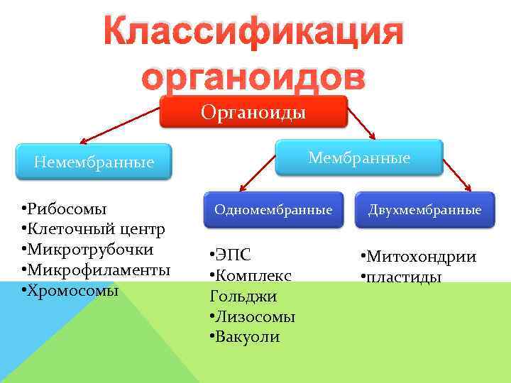   Классификация  органоидов    Органоиды  Немембранные   Мембранные